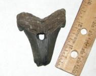 Drilled Fossil Shark Tooth from the Edisto River